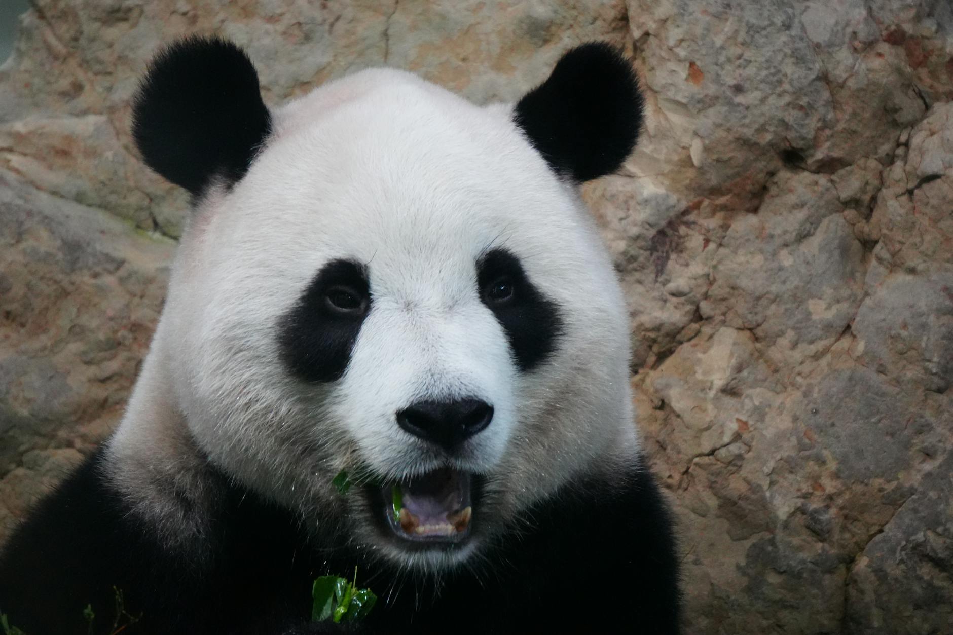A close-up photo of a giant panda enjoying bamboo against a rocky backdrop.