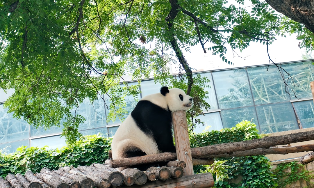 a panda bear sitting on a tree branch