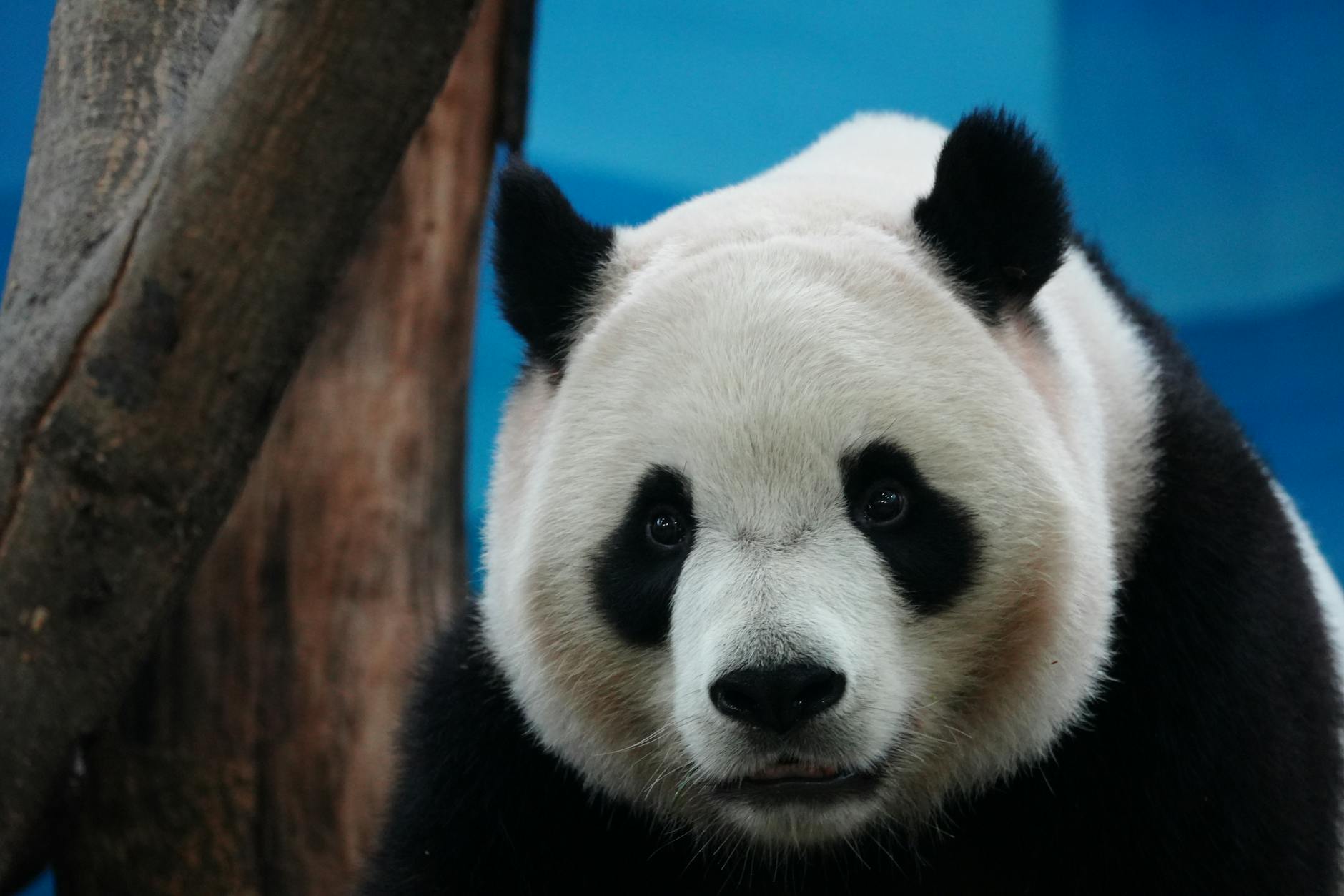 Intimate close-up of a giant panda, highlighting its distinctive black and white fur and face.