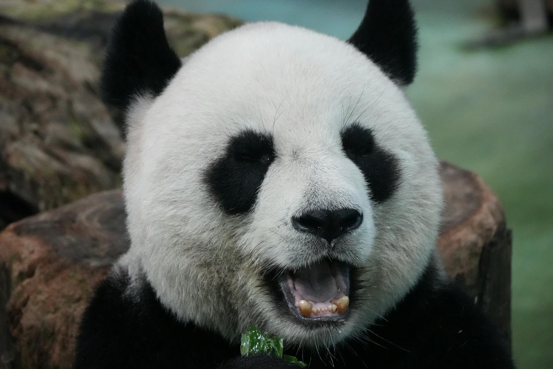 A delightful close-up shot of a giant panda munching on bamboo with a joyful expression.