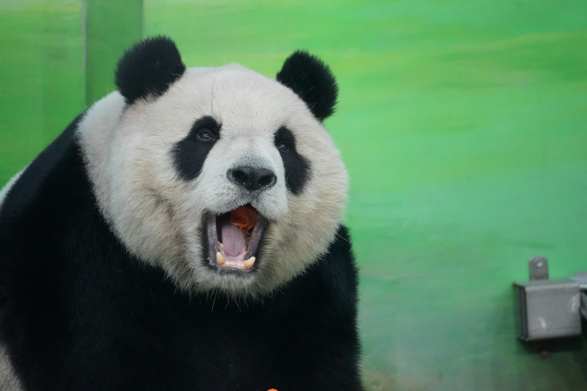 Captivating image of a giant panda displaying its characteristic black-and-white fur and open mouth.