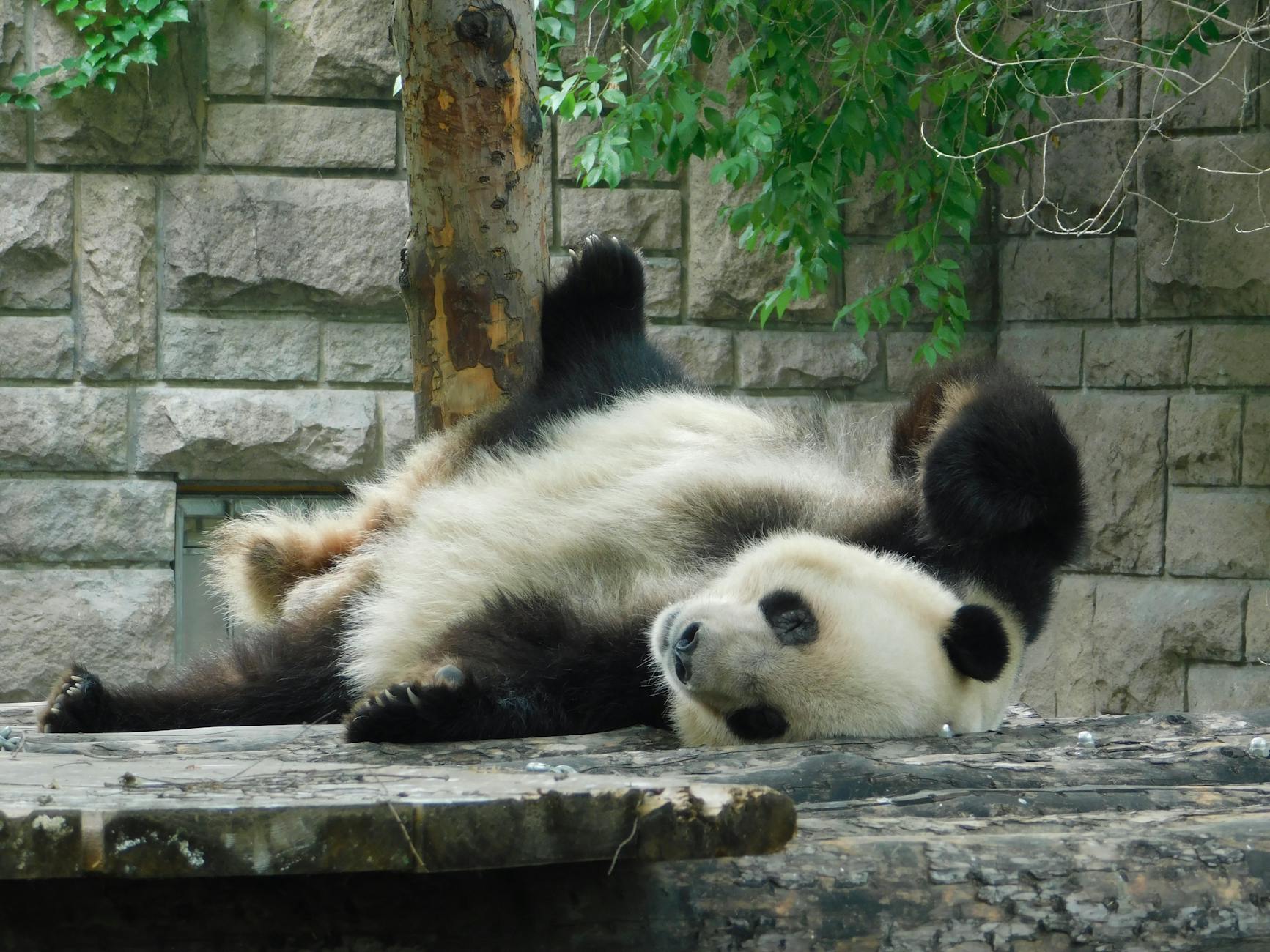 A playful giant panda resting on its back on a stone platform surrounded by greenery.