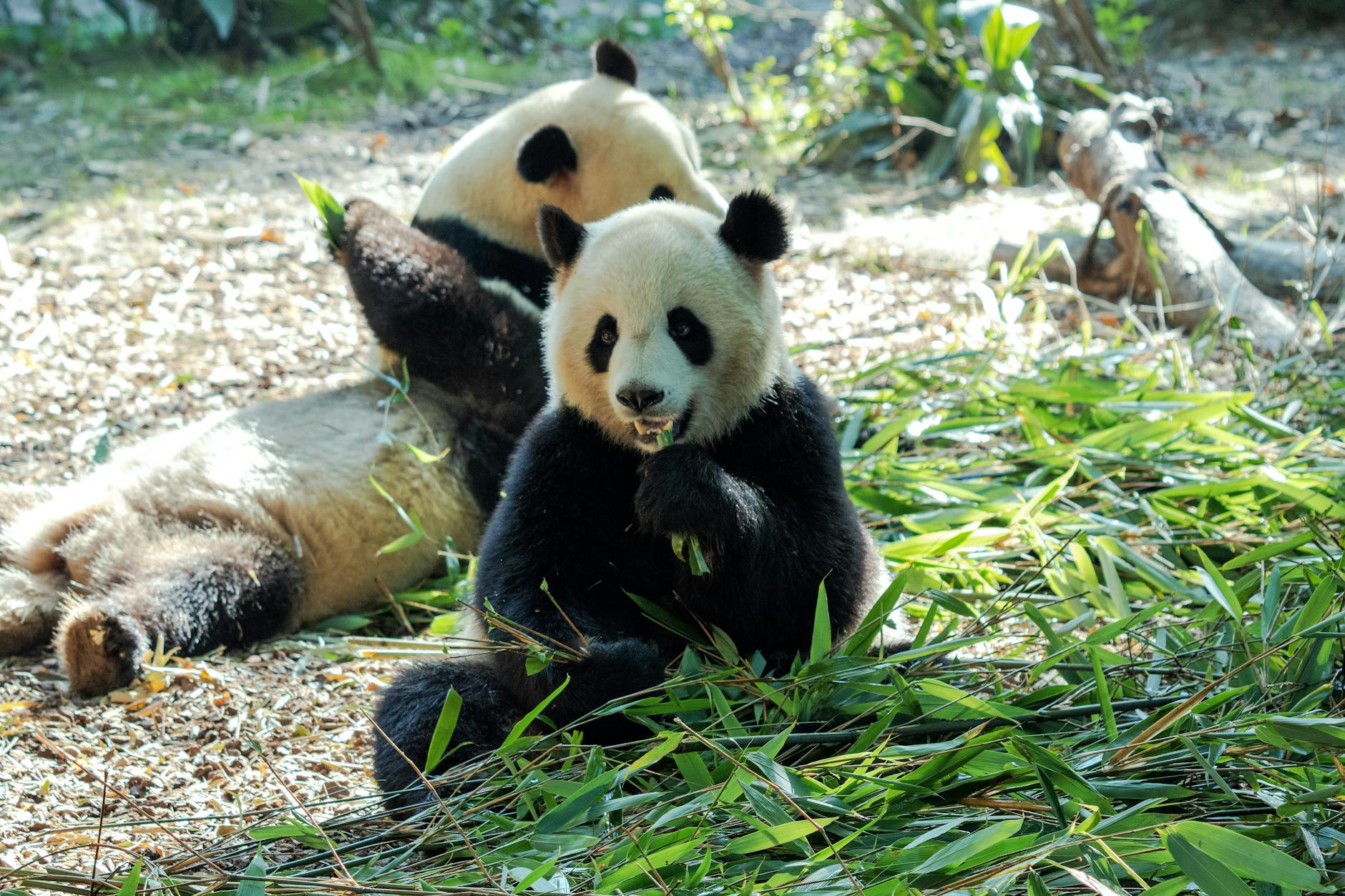Two pandas enjoying bamboo in a natural zoo setting.