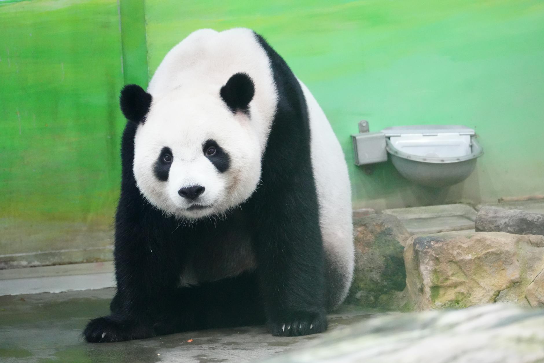 Close-up of a giant panda bear sitting indoors with a calm expression at a zoo.