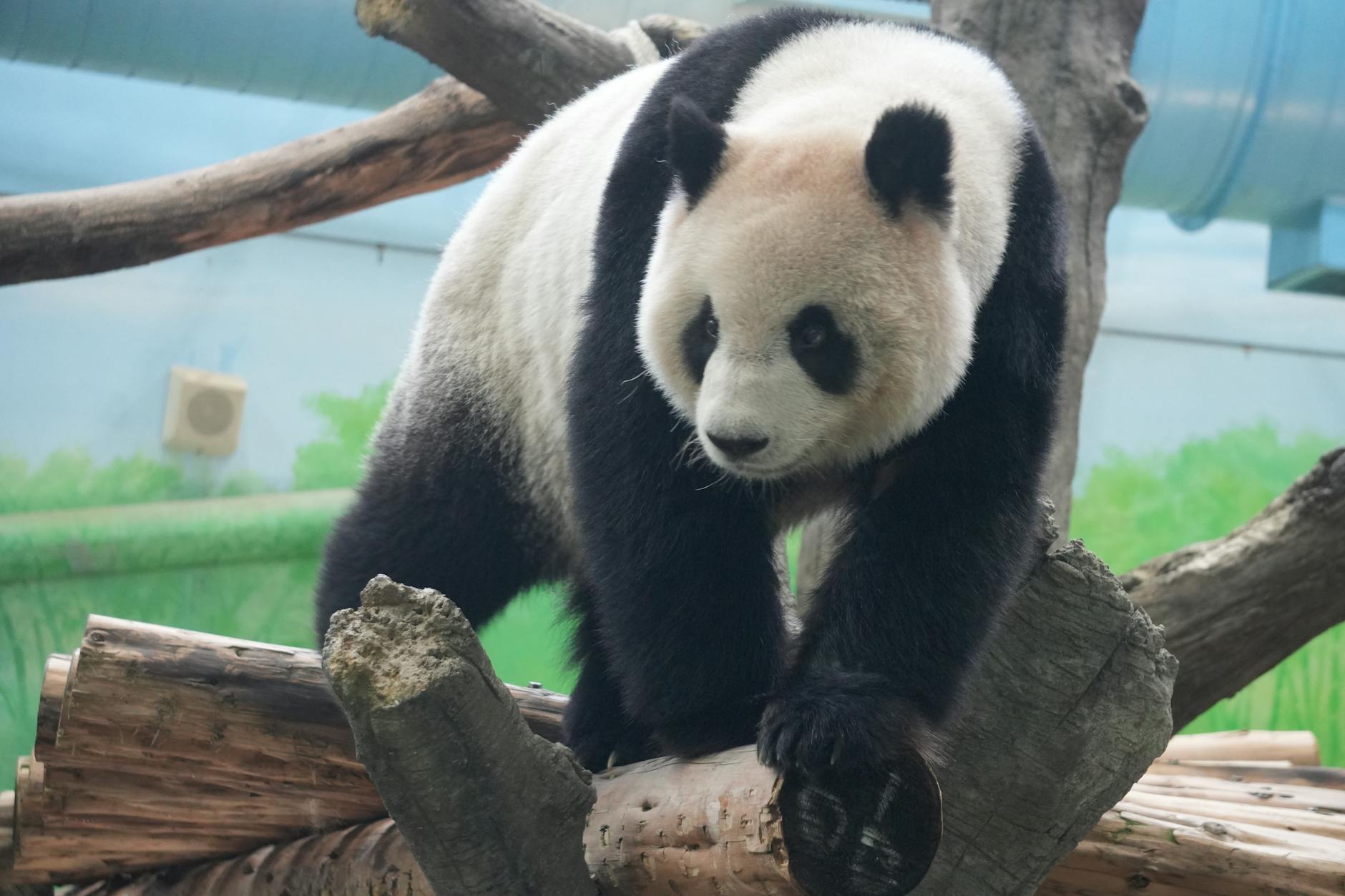 Giant panda climbing on logs inside a zoo, showcasing its natural behavior and unique appearance.
