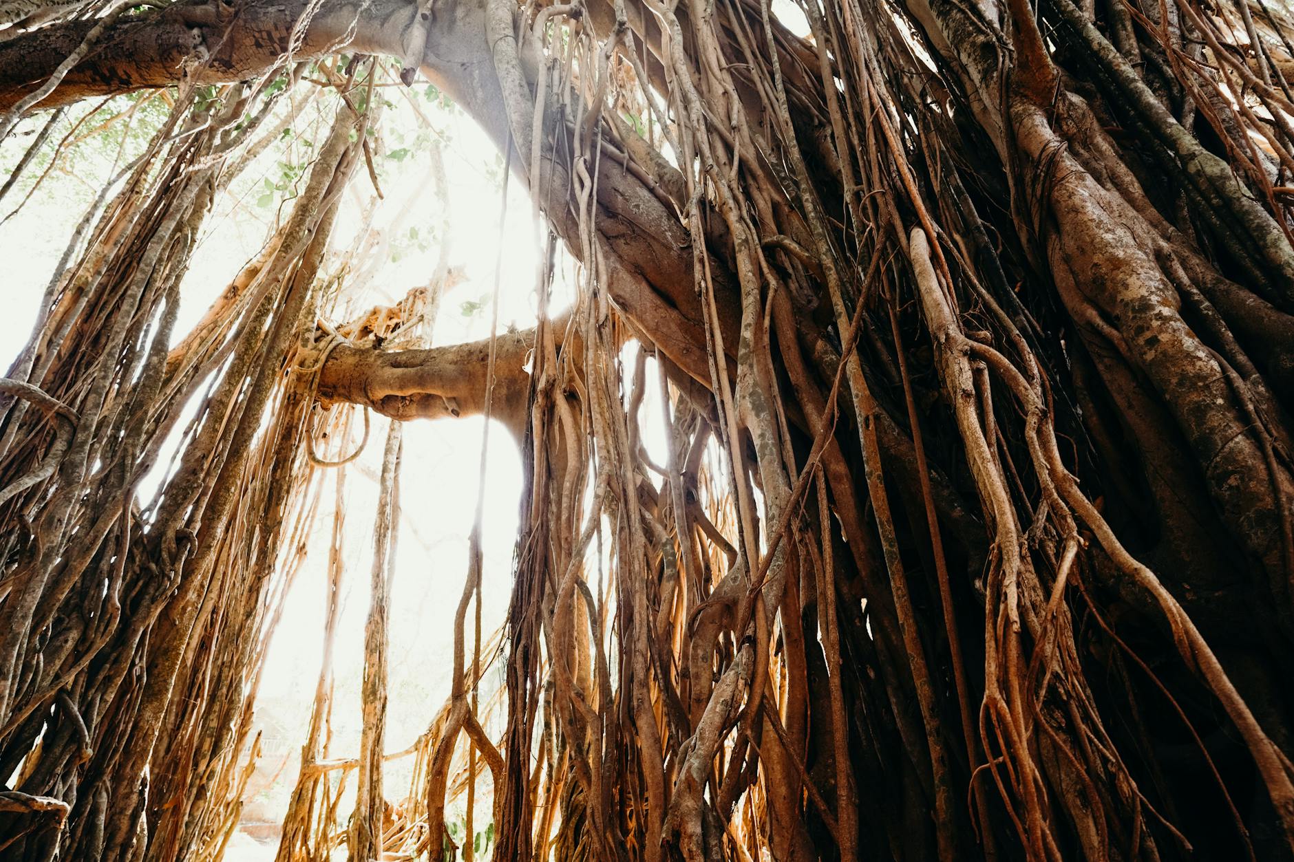Experience the majestic banyan tree canopy in the lush tropical jungles of Goa, India. Perfect for nature and travel exploration.