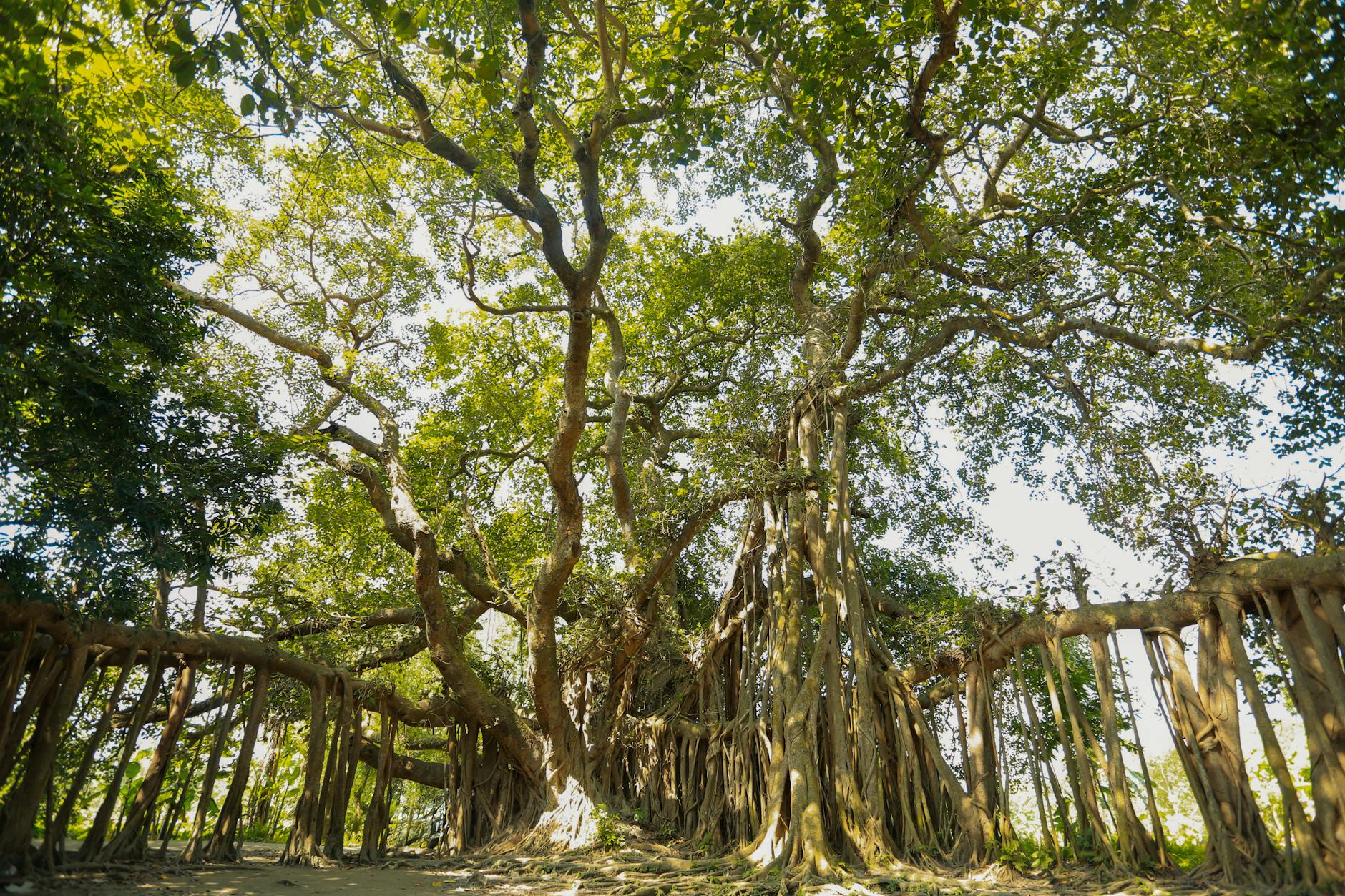 Wide-angle view of a majestic banyan tree with sprawling roots and dense foliage in a sunny outdoor setting.