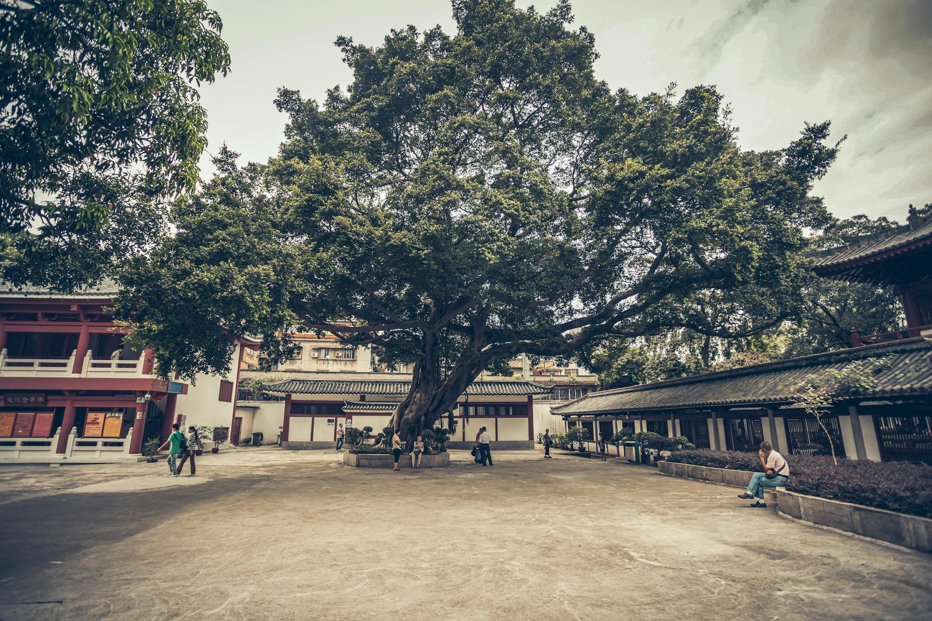 A tranquil scene in Guangzhou park with a large tree and traditional architecture, showing daily life.