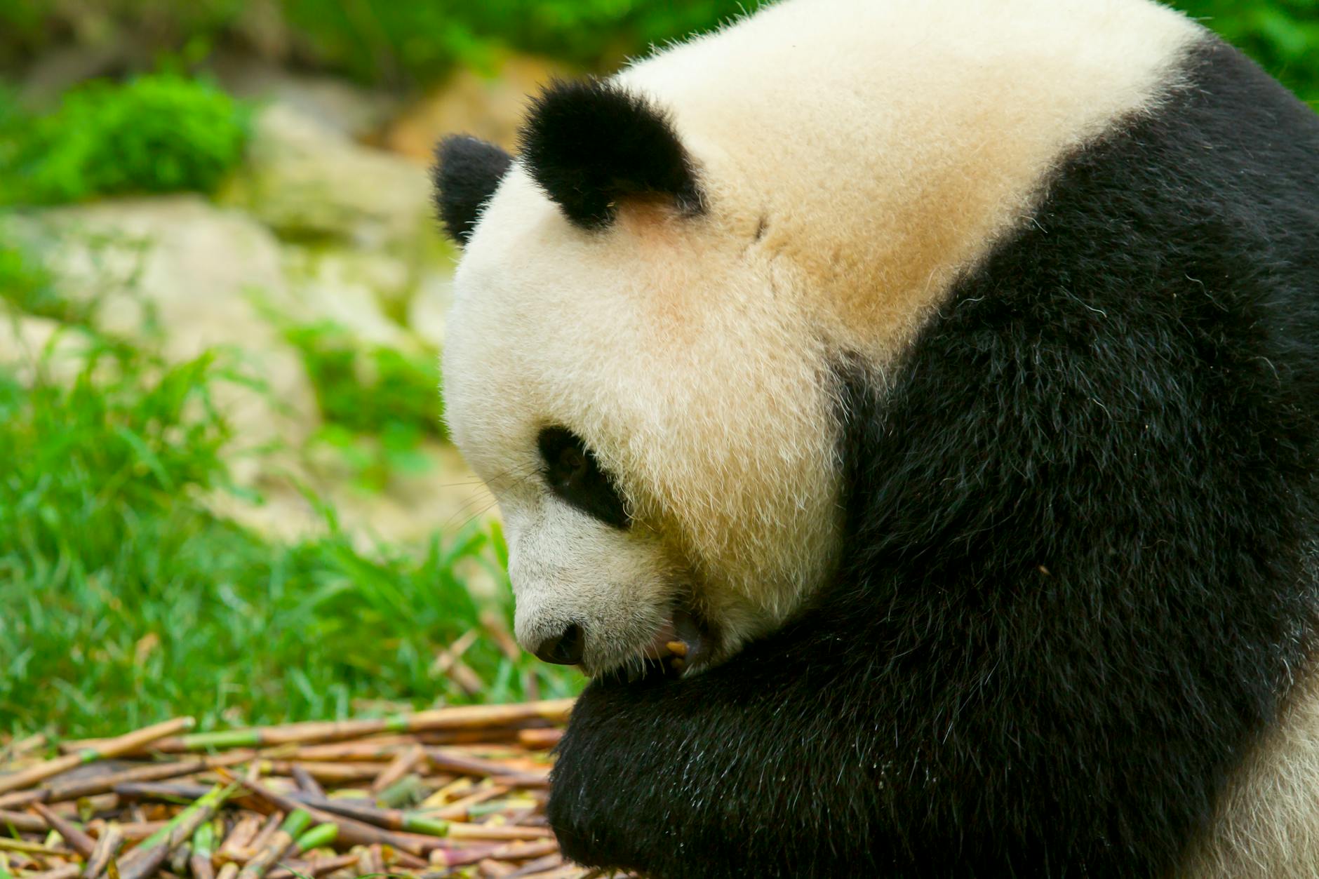 Chengdu Research Base of Giant Panda Breeding
