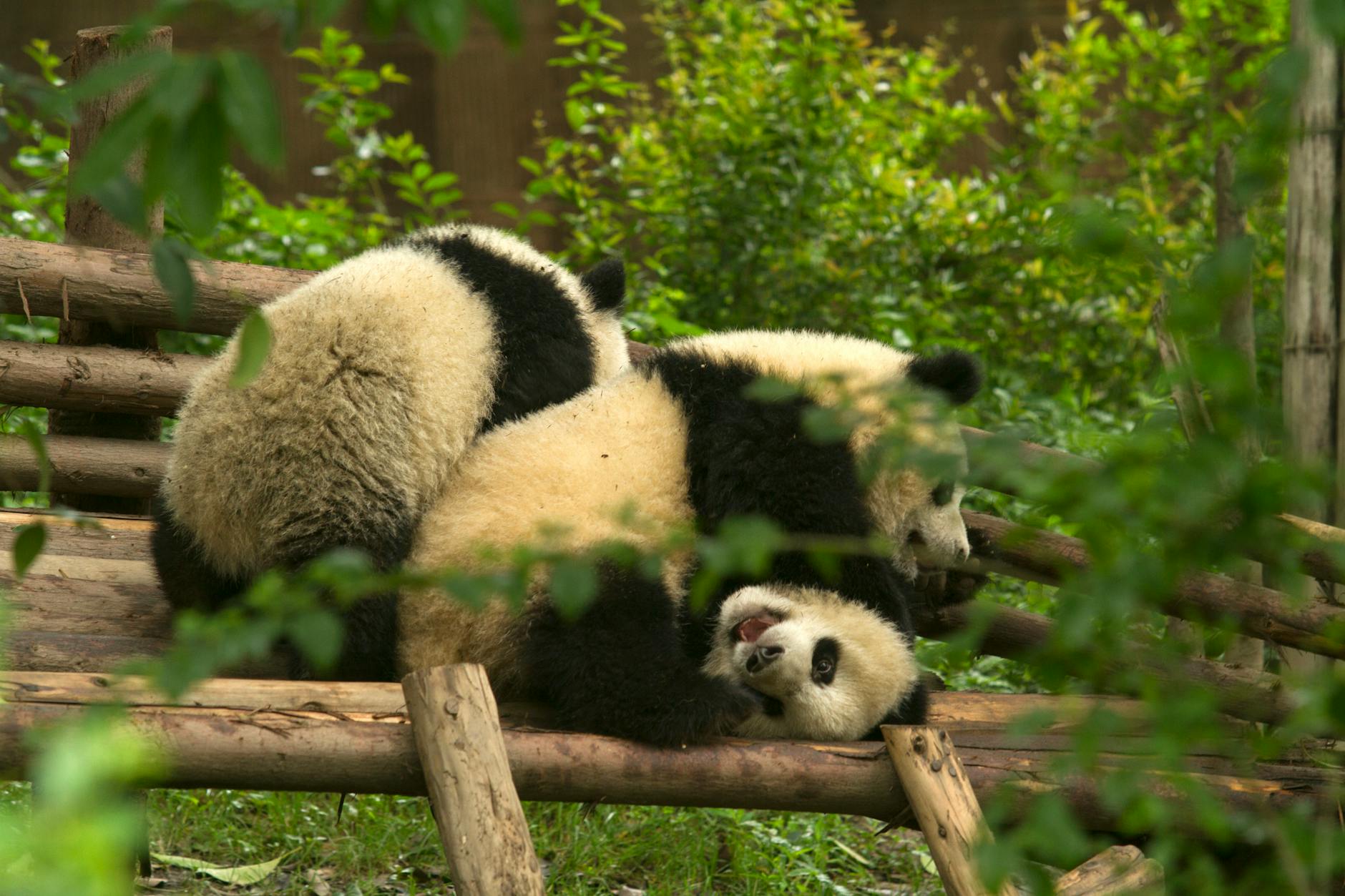Adorable pandas playfully interact on logs surrounded by greenery in Chengdu Zoo.