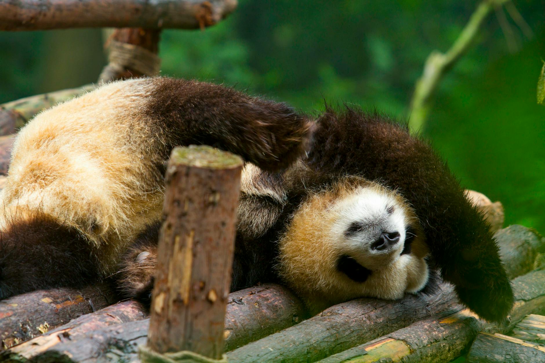 Adorable giant panda relaxing on wooden logs at Chengdu Zoo, a charming display of playfulness and tranquility.