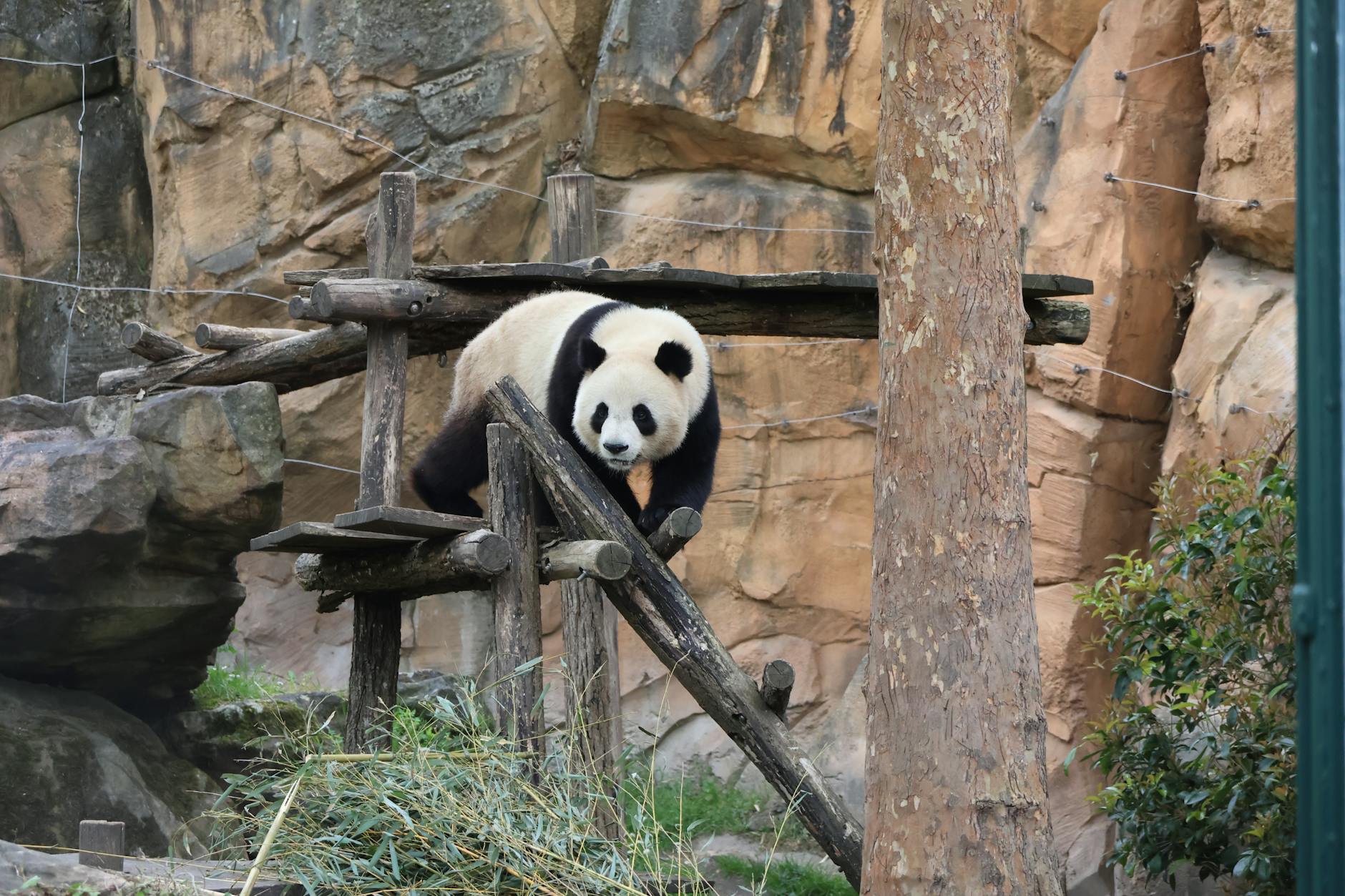 Giant panda climbing wooden structure against rocky backdrop in zoo setting.