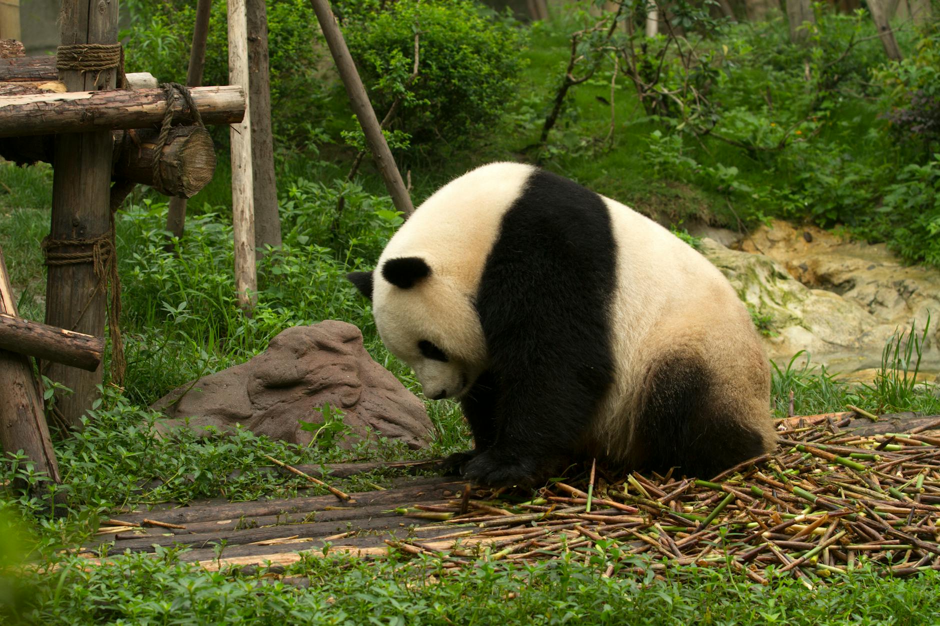 Adorable giant panda enjoying bamboo sticks in Chengdu's lush zoo environment.
