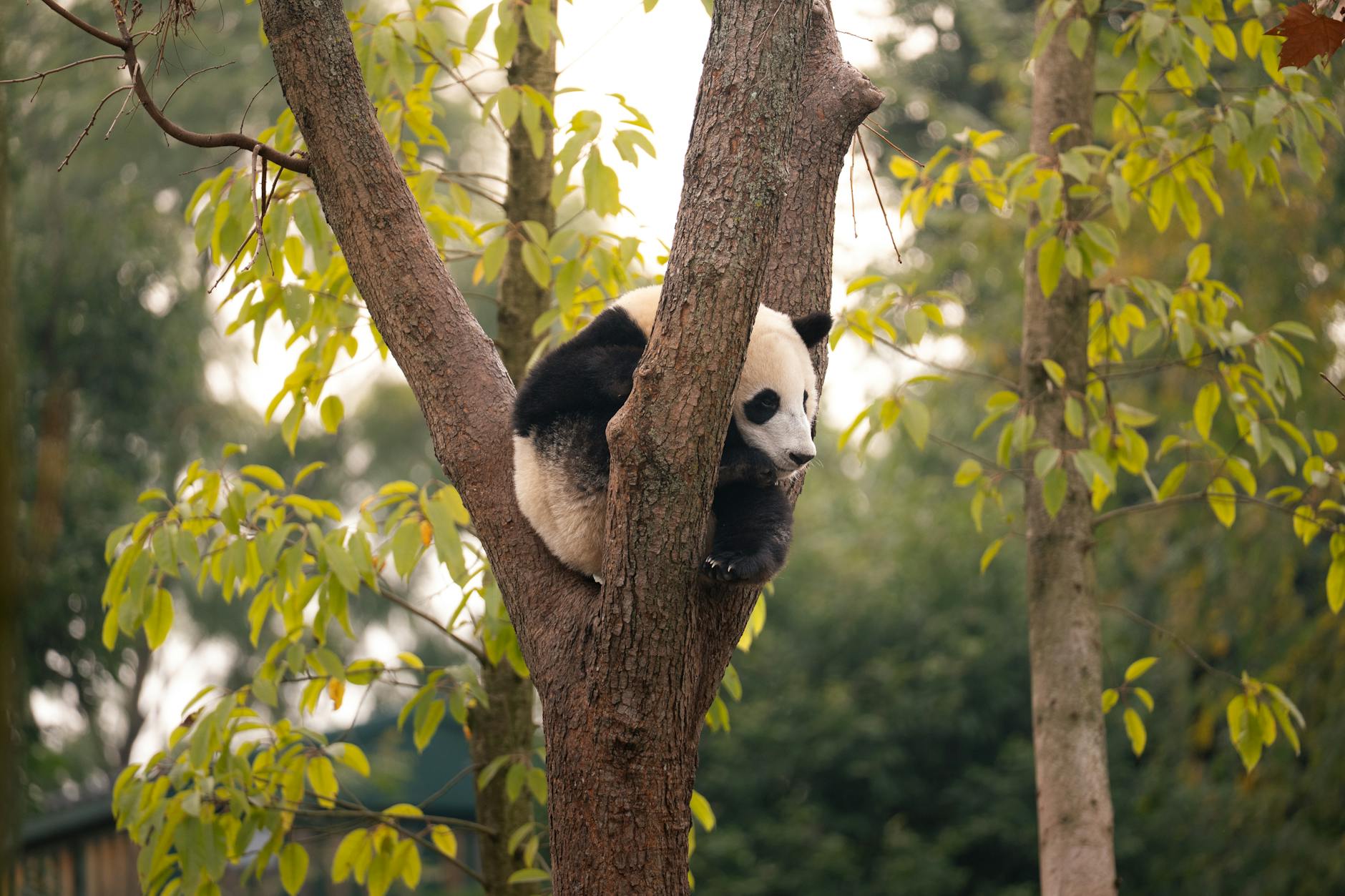 A serene giant panda resting comfortably on a tree branch in Chengdu's lush environment.