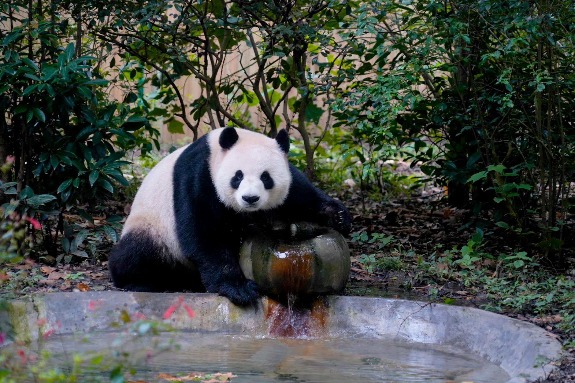 A giant panda enjoys a serene moment by a small fountain in a lush forest setting.