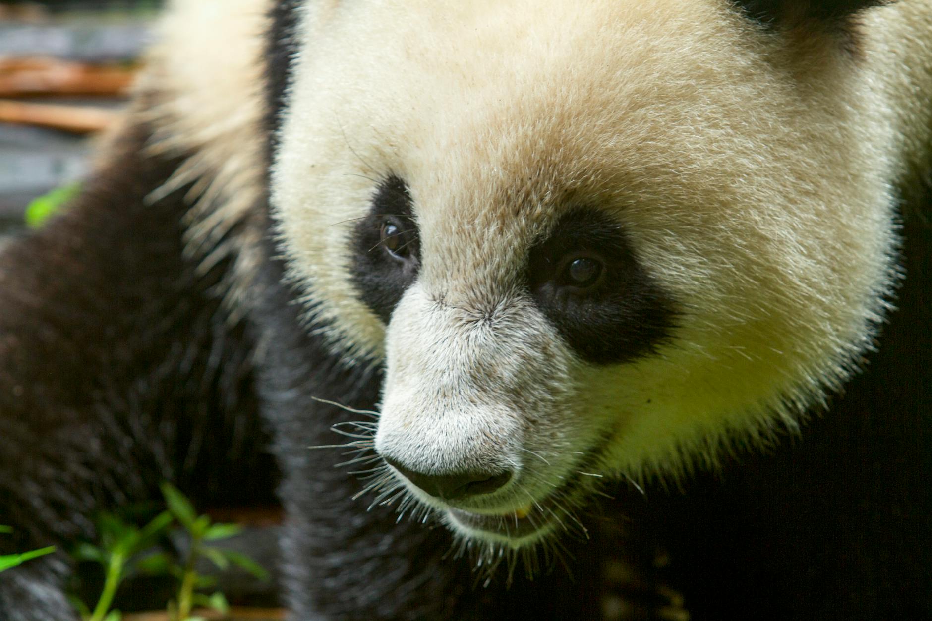 Adorable giant panda close-up, captured at Chengdu Zoo, showcasing its expressive face.