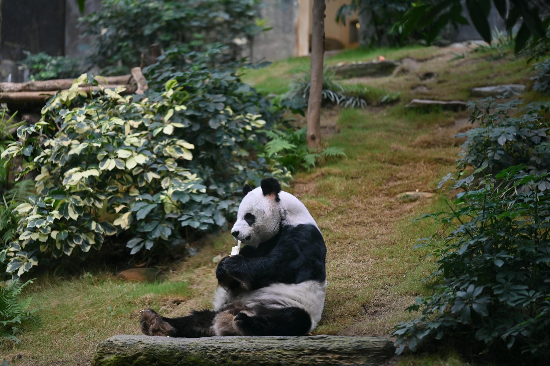 A giant panda sits on the grass enjoying its bamboo meal in a lush, green habitat.