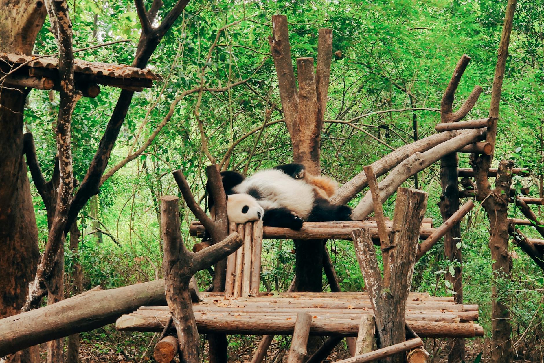 A giant panda resting on a wooden structure in Chengdu's lush green sanctuary. Perfect depiction of wildlife tranquility.