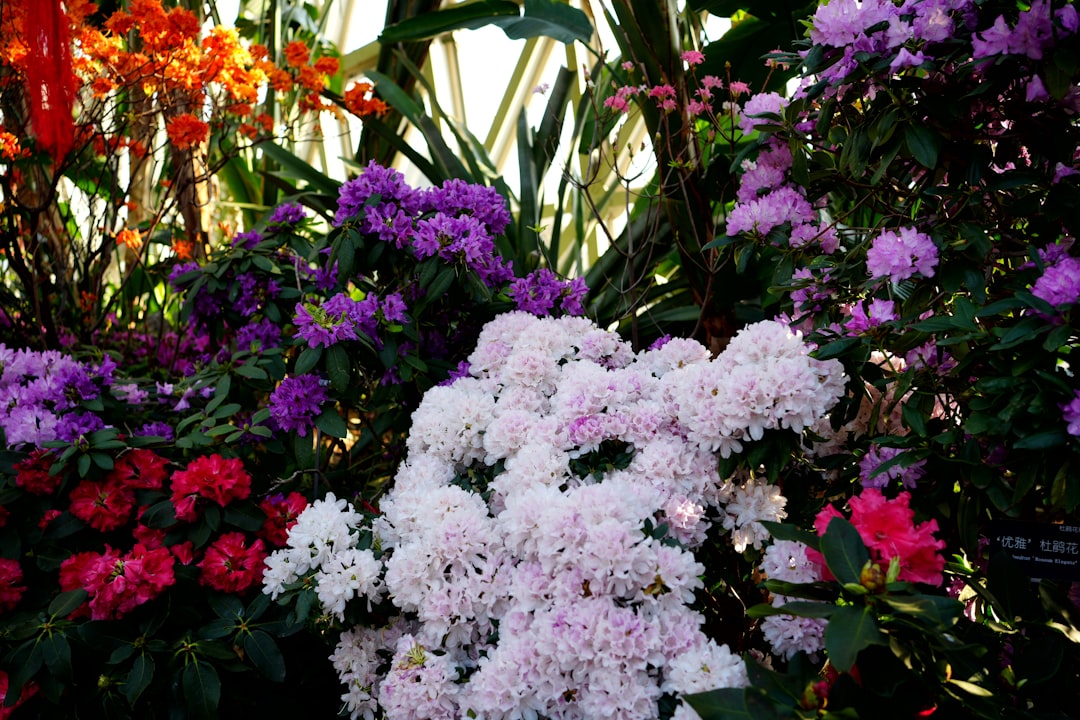 A garden filled with lots of different colored flowers