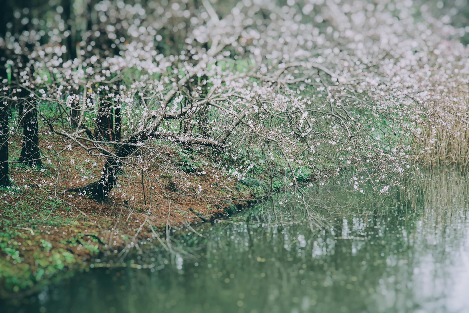 Beautiful cherry blossom trees arch over a tranquil river in Shanghai's springtime.