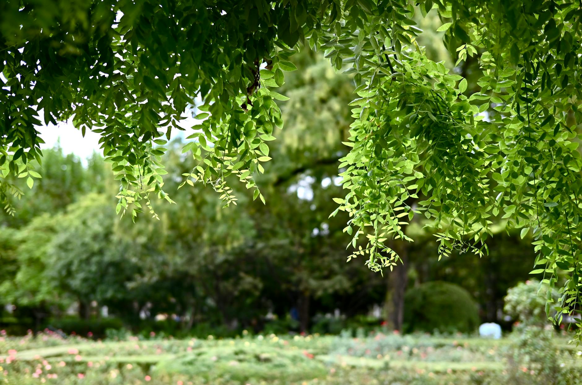 Vibrant green leaves hanging in a serene park in Shanghai, China.