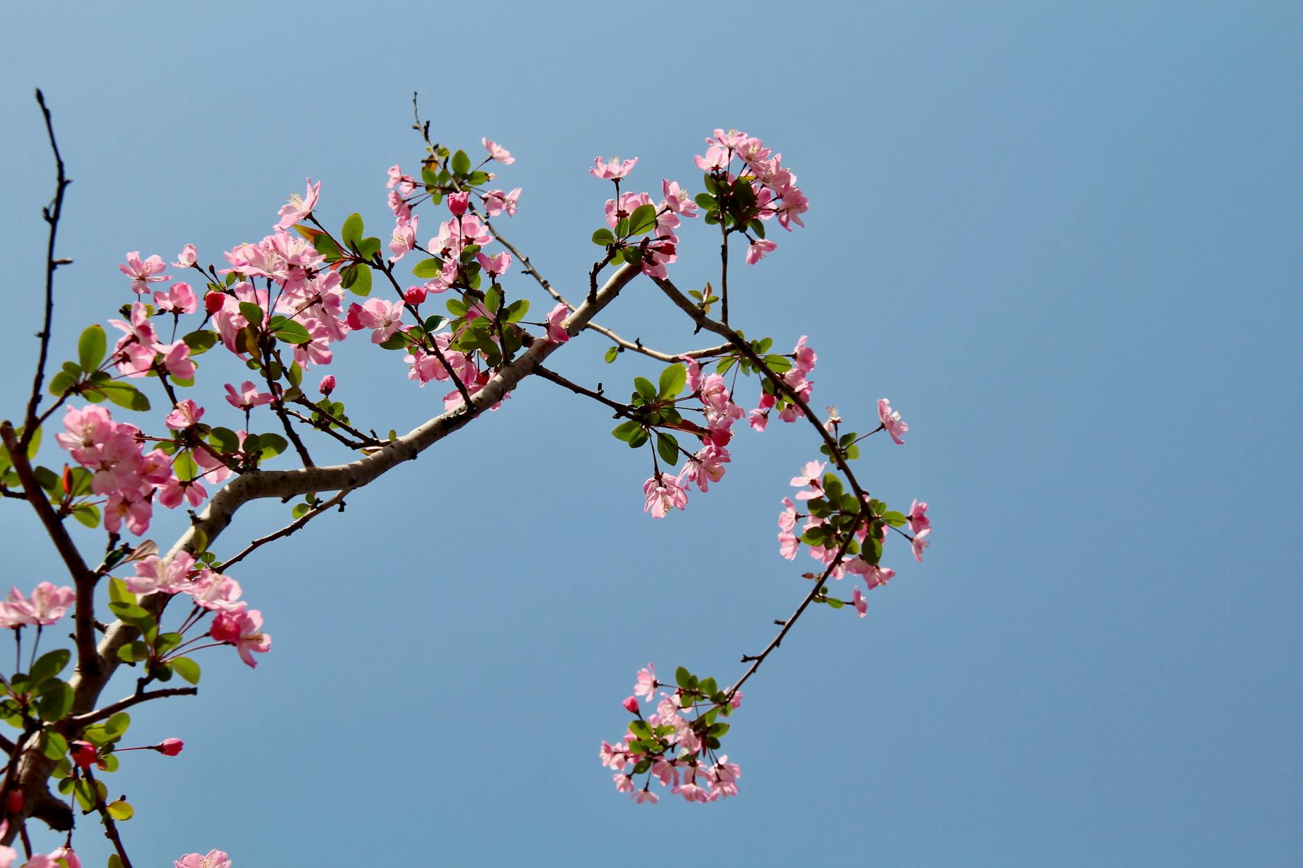 A branch of cherry blossoms with pink flowers set against a clear blue sky, symbolizing spring.