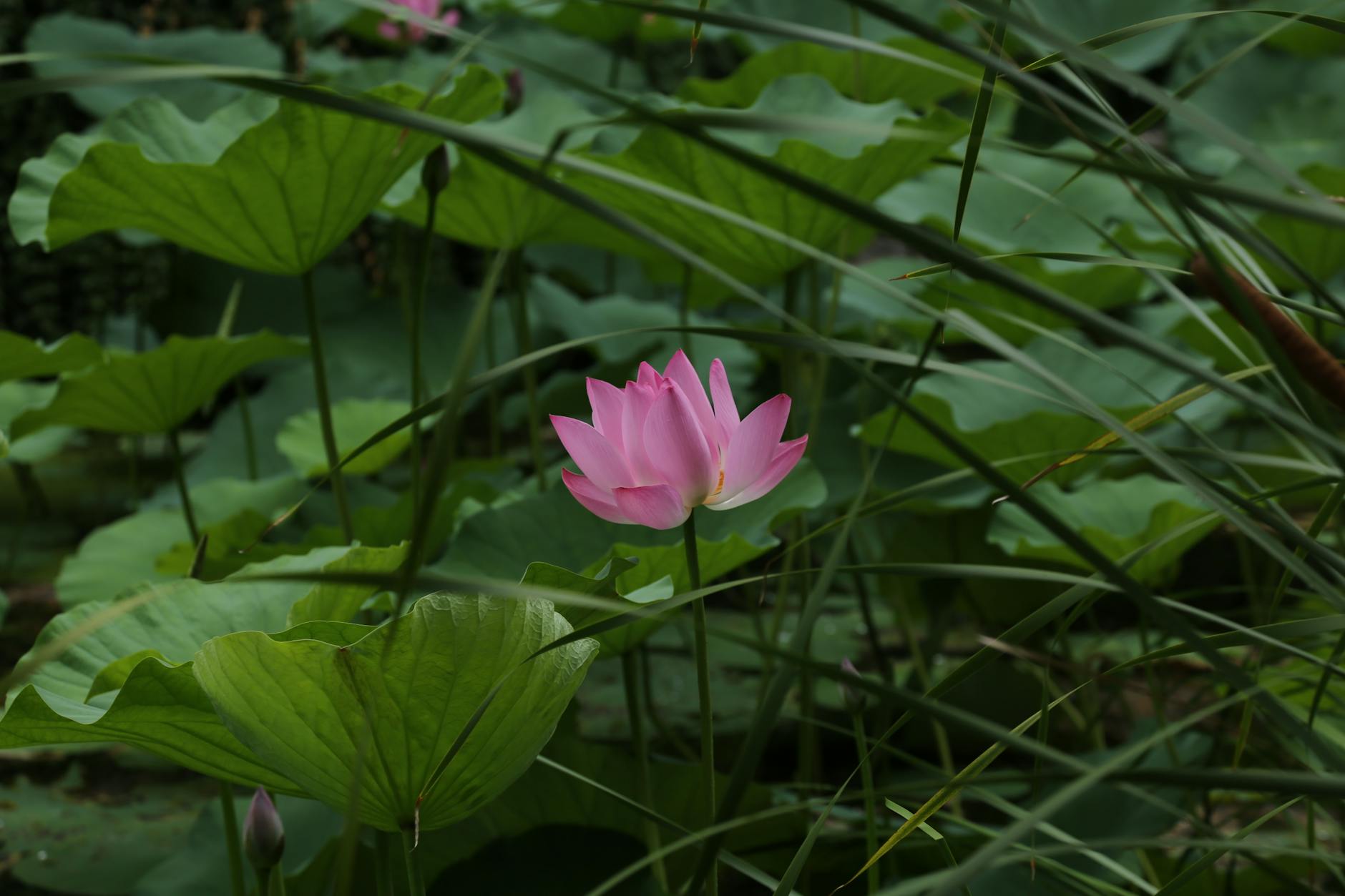Captivating pink lotus flower blooming among lush green lotus leaves, showcasing natural beauty.