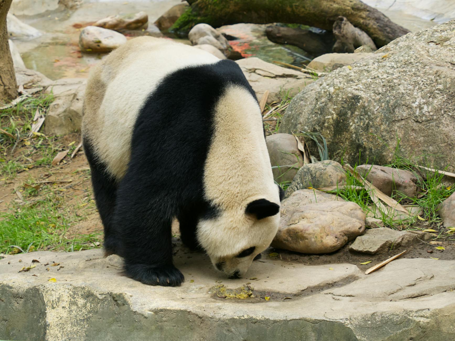 A giant panda explores its enclosure, sniffing rocks in a zoo in Guangzhou, China.