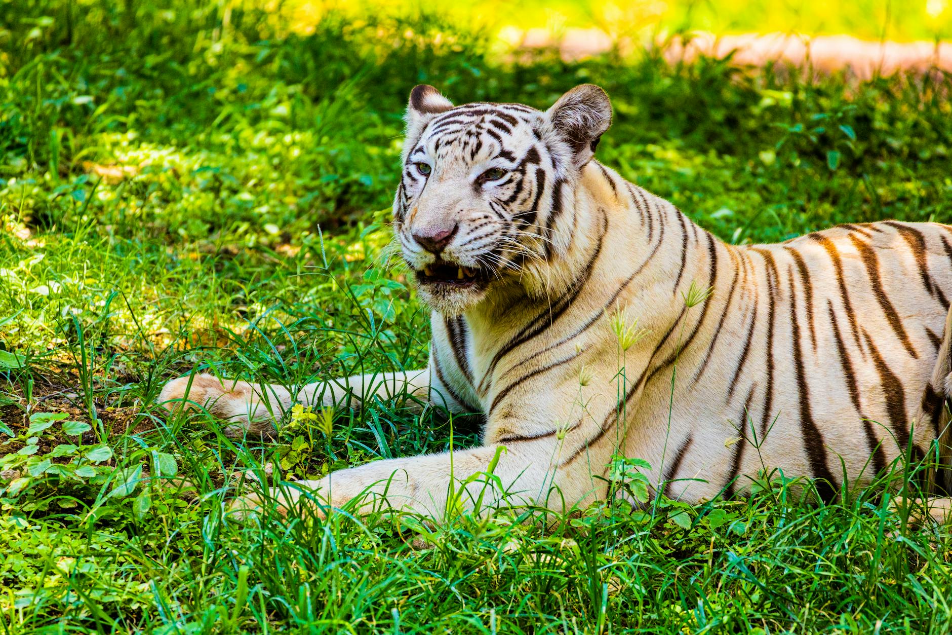 Close-up of a white tiger resting on grass in Hyderabad, India.