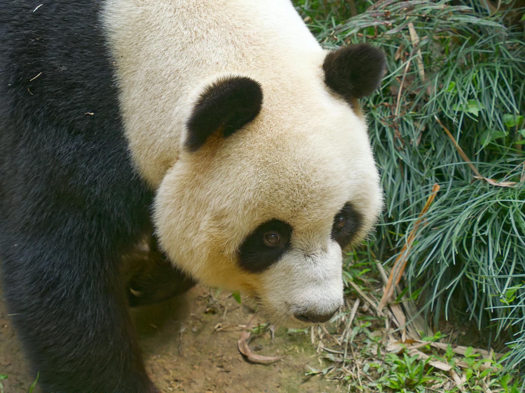 A captivating close-up of a giant panda roaming in Guangzhou Zoo, showcasing its iconic black and white fur.
