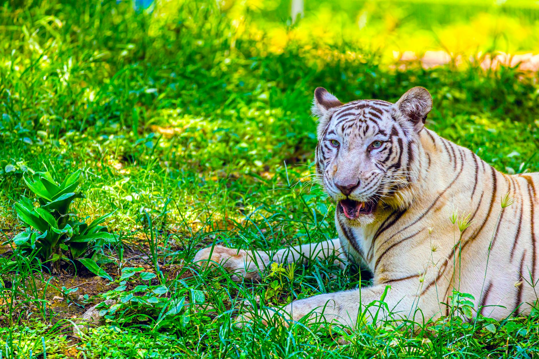A majestic white tiger rests in lush grass, showcasing its striking fur and tranquil demeanor.