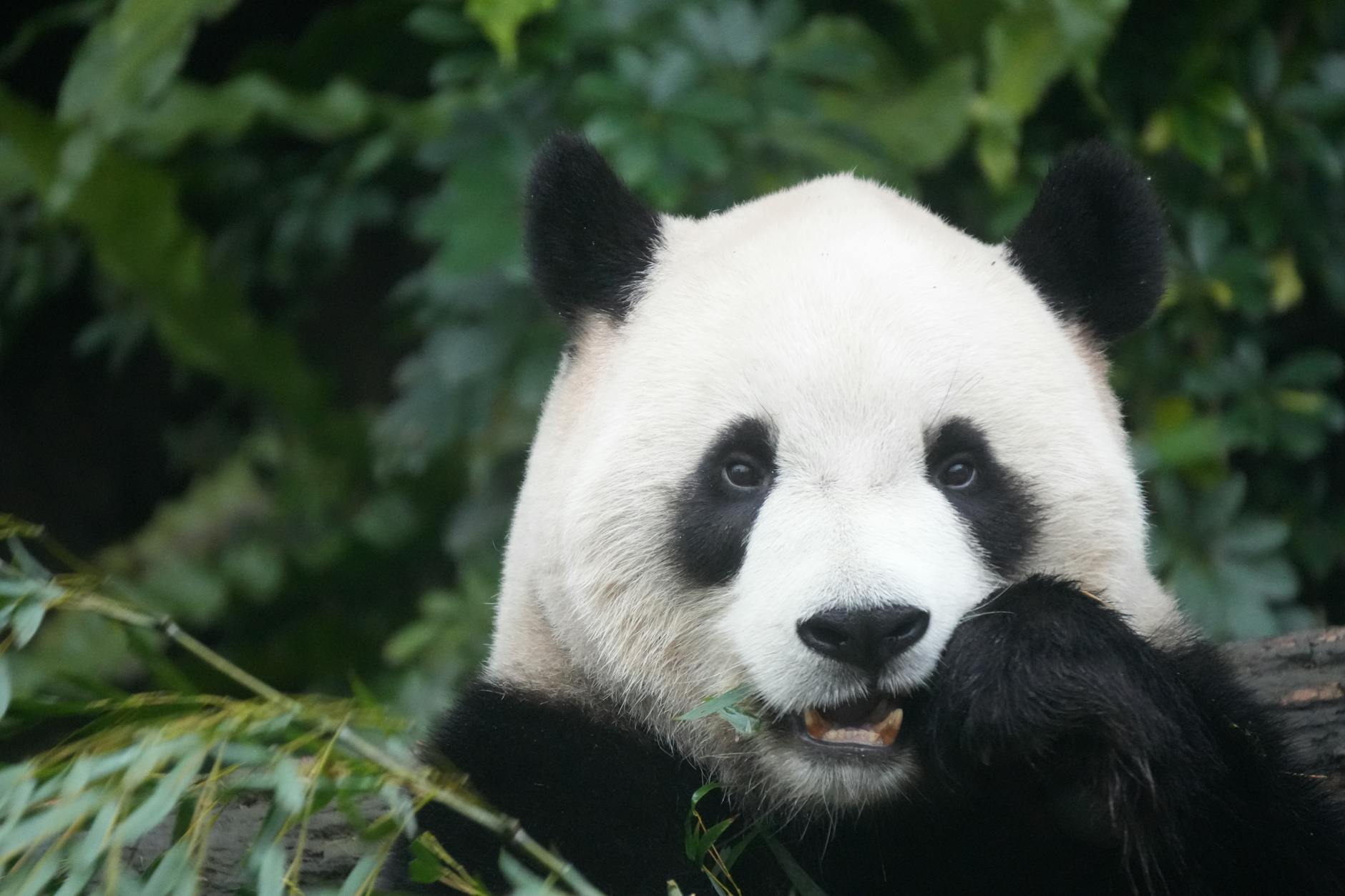 A giant panda munching on bamboo with lush green foliage in the background.