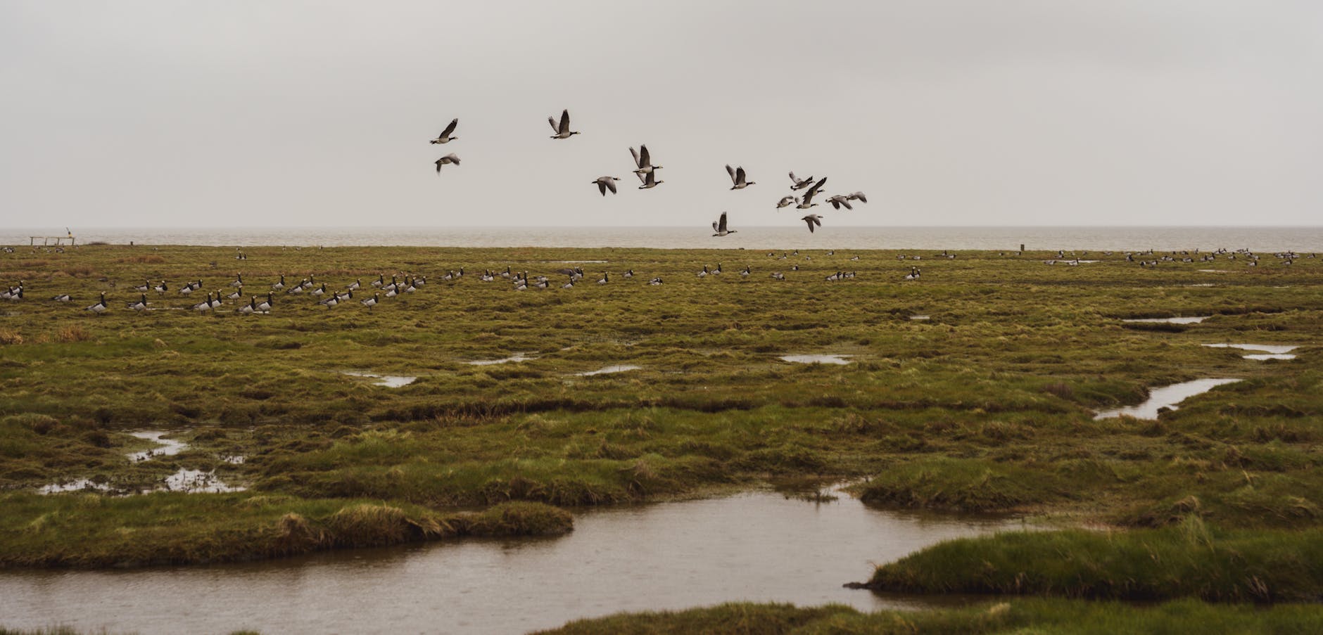 A serene marsh landscape with geese flying and resting, showcasing nature's beauty.