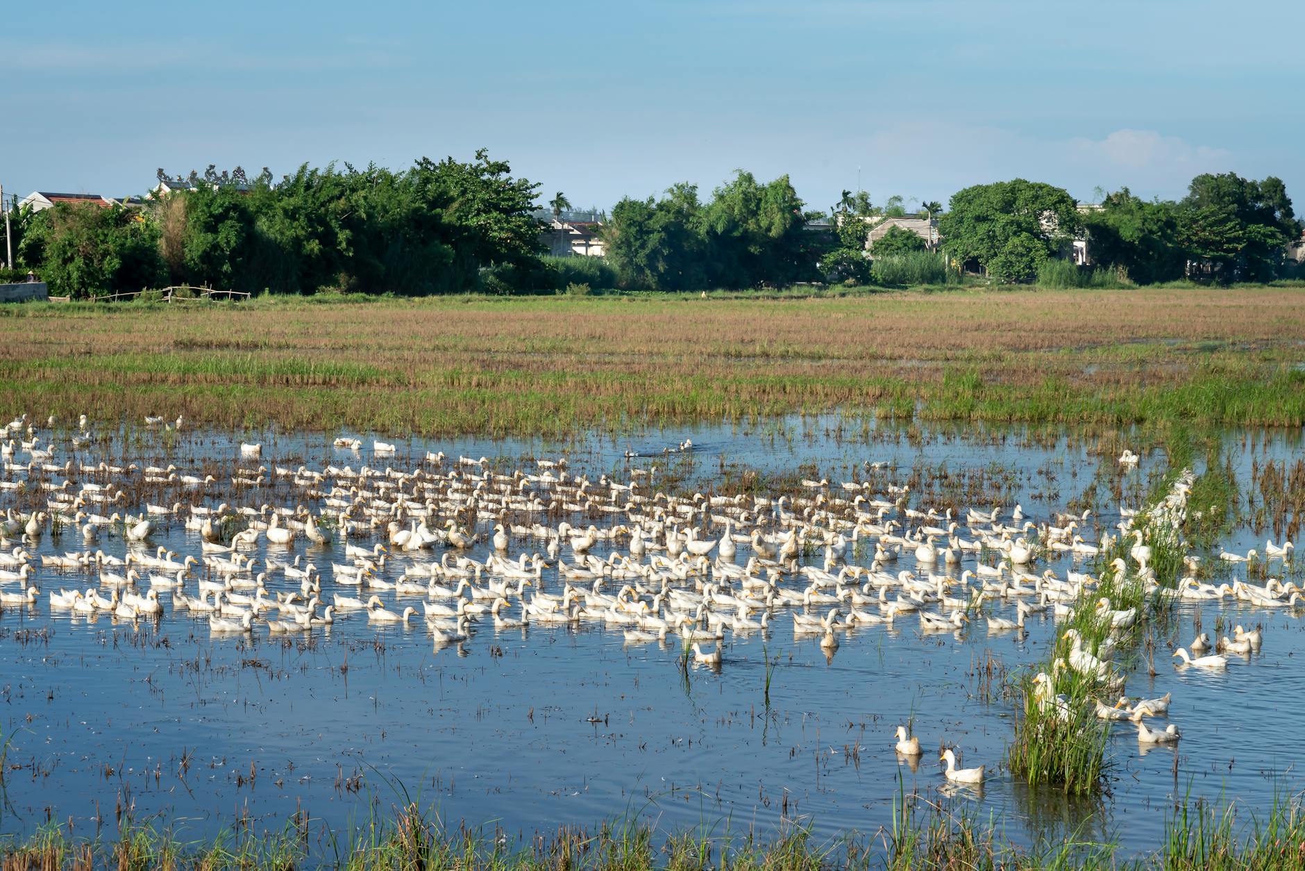 Flock of geese swimming in rippled lake against lawn and trees under cloudy blue sky in countryside