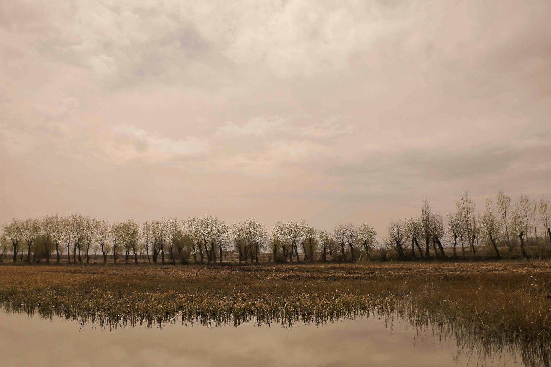 Serene marshland scene with trees reflected in calm water under a cloudy sky.