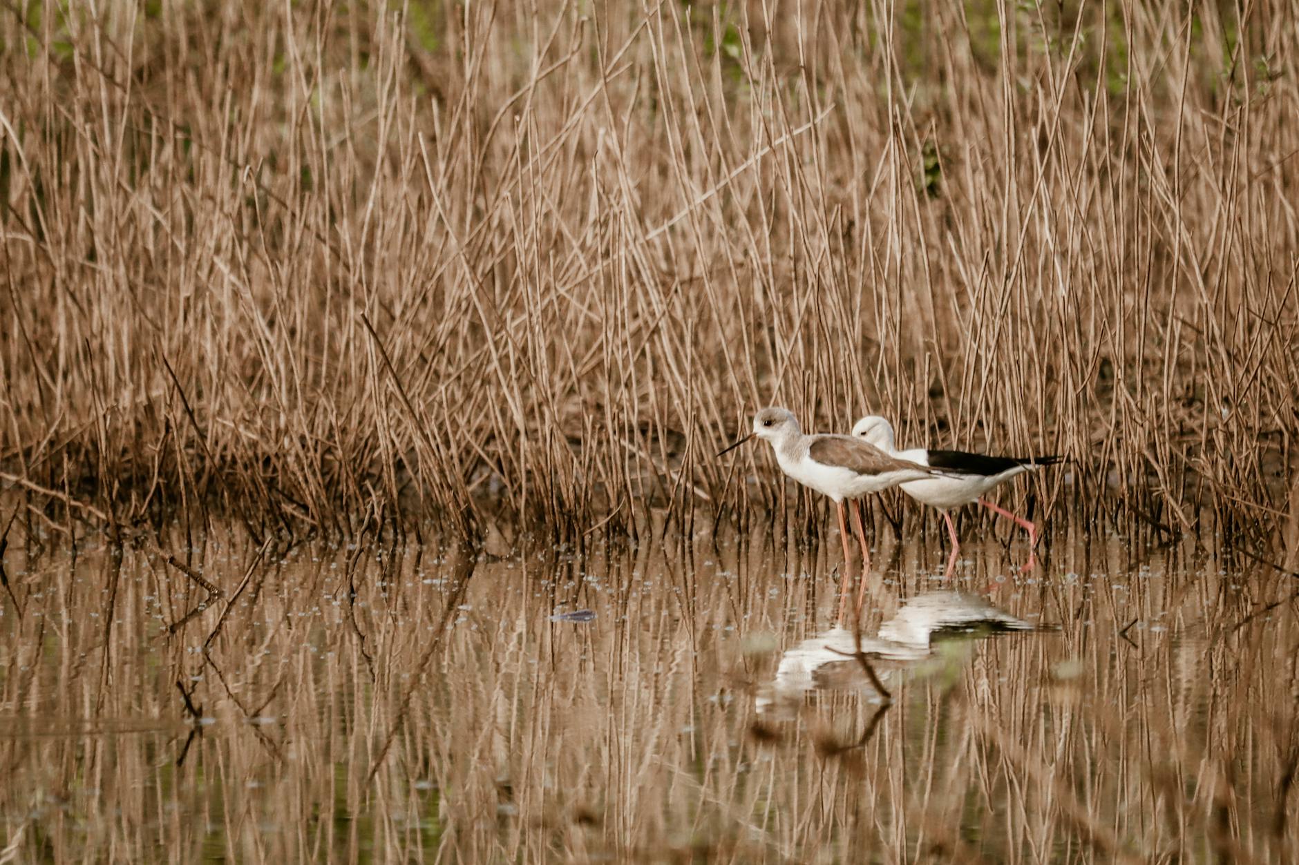 Two black-winged stilts reflect in a serene wetland surrounded by reeds.