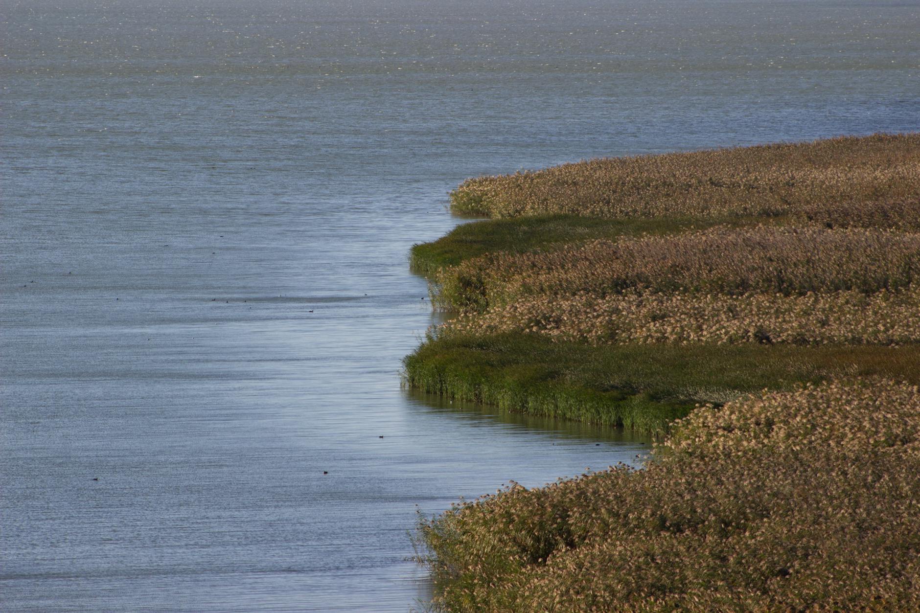Peaceful image of wetlands with lush grasses meeting still water, perfect for serene and natural themes.