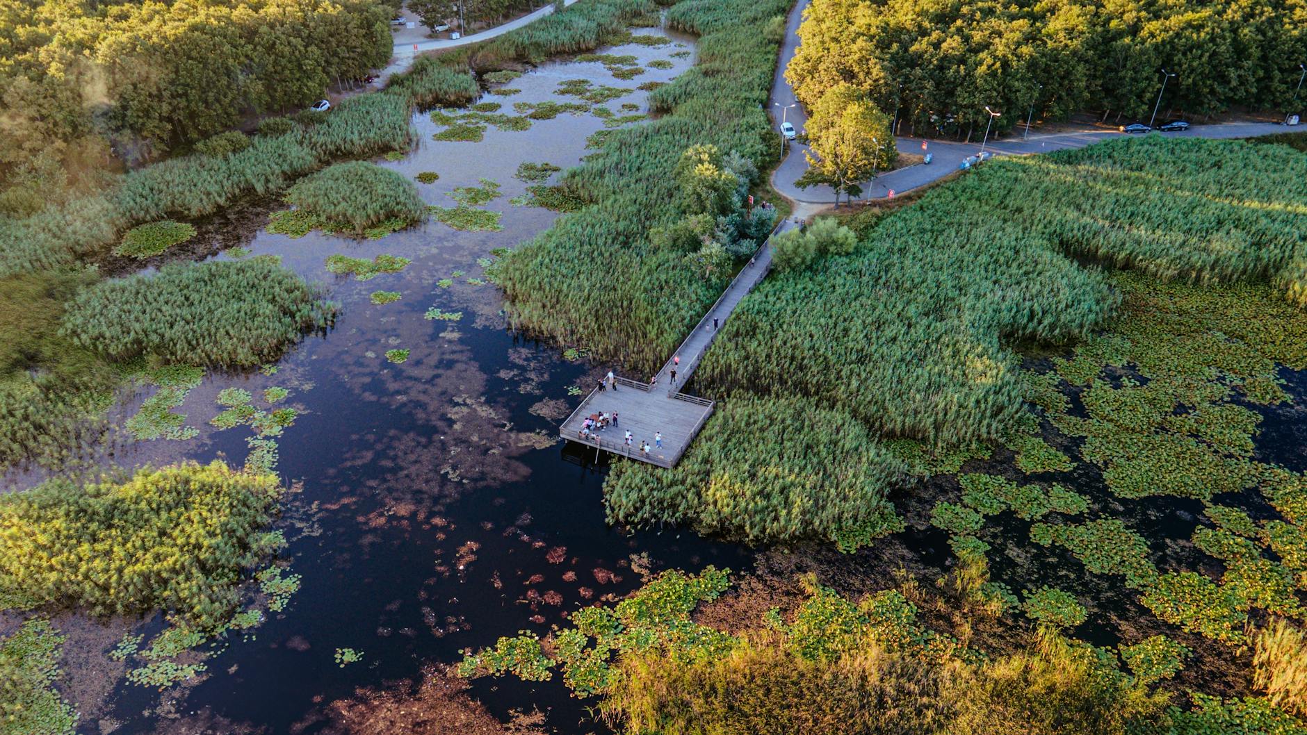 A picturesque aerial view of a lush wetland with people on a wooden dock at sunset.