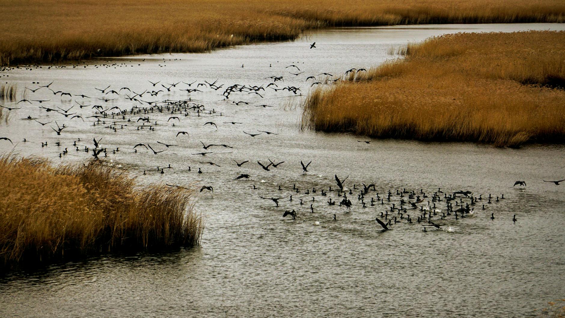 A flock of birds taking flight over a tranquil marshland waterway surrounded by golden reeds.