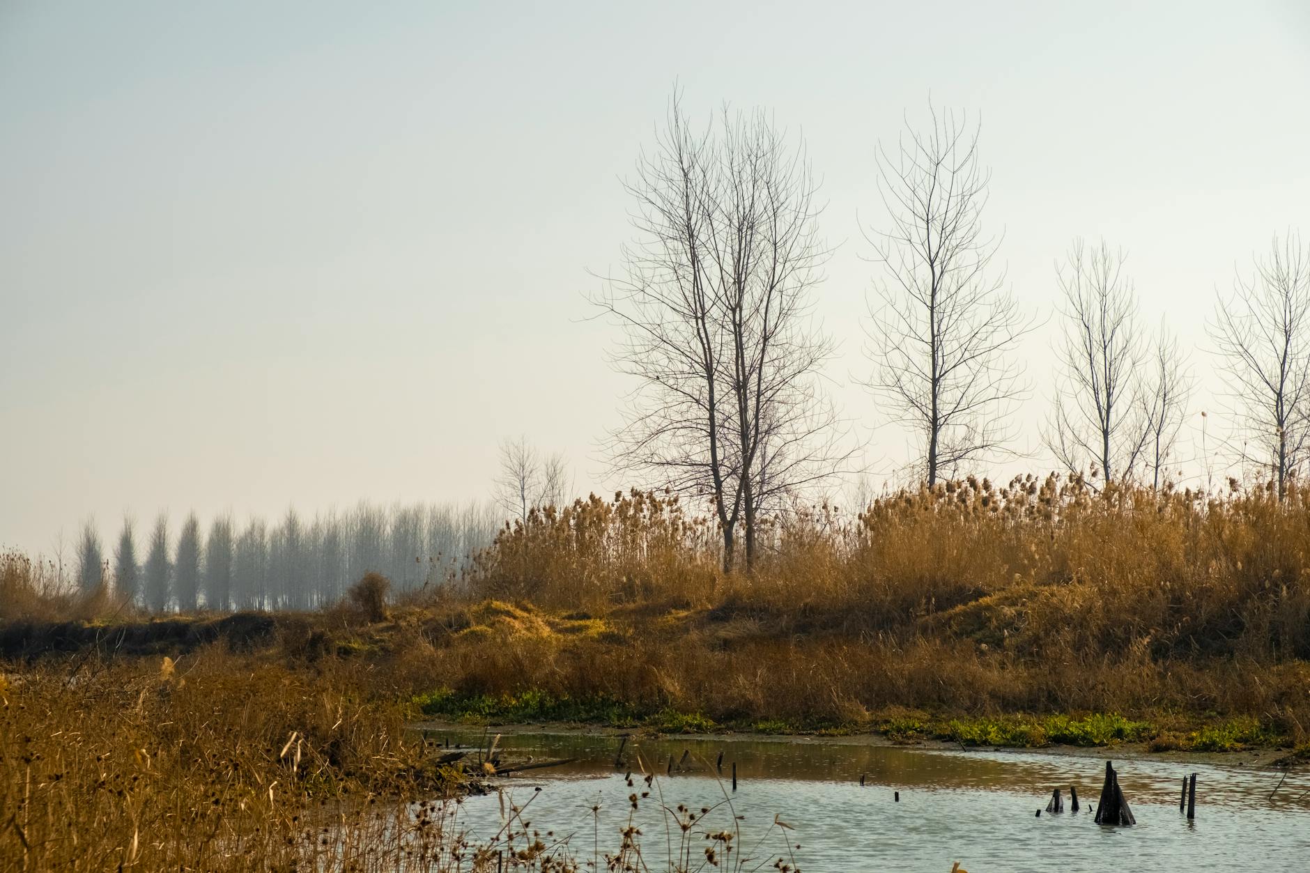 Serene wetland landscape during autumn with bare trees and calm waters under a clear sky.