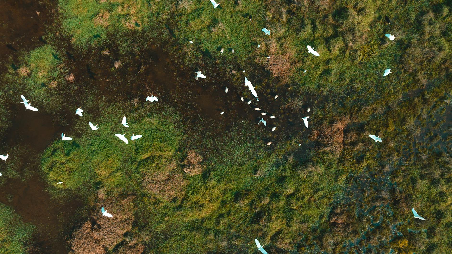 Stunning aerial photo of birds flying over serene wetlands in Ottapalam, India.