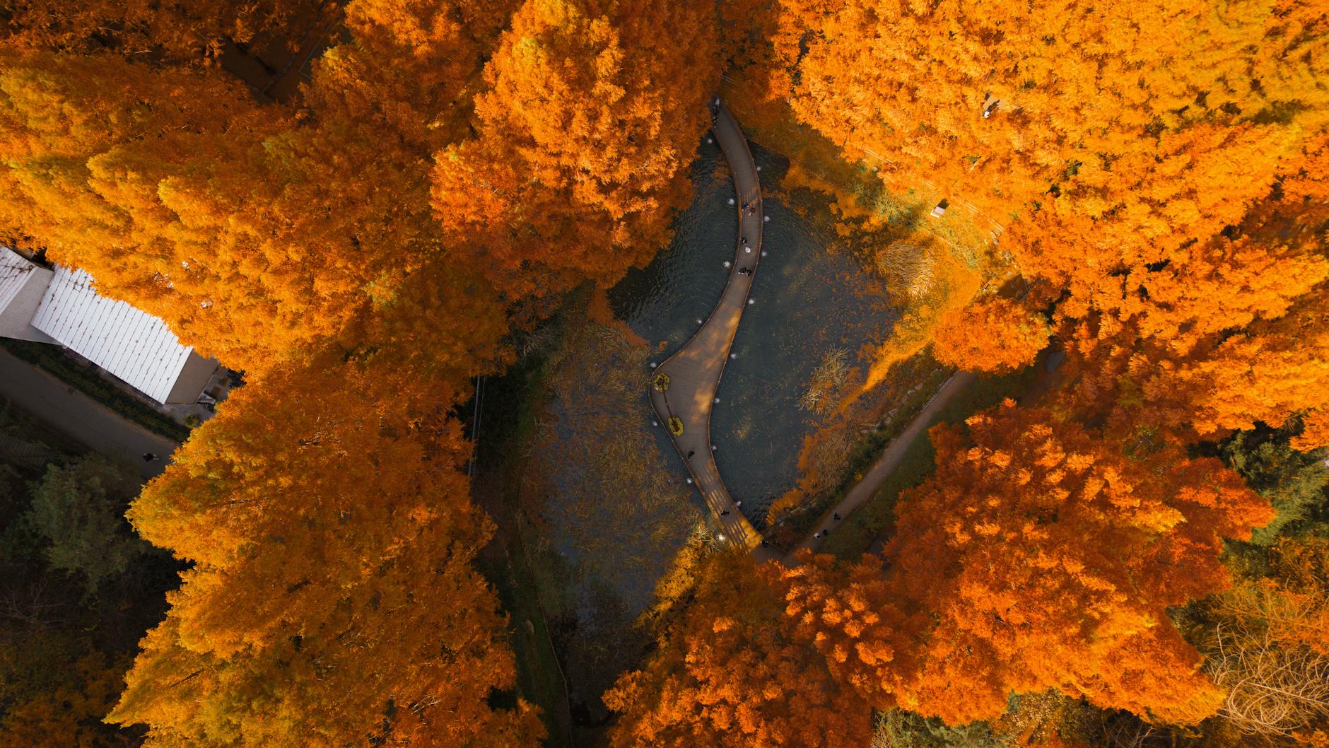 Aerial shot of a park with vibrant autumn foliage in South Korea, featuring a winding walkway.