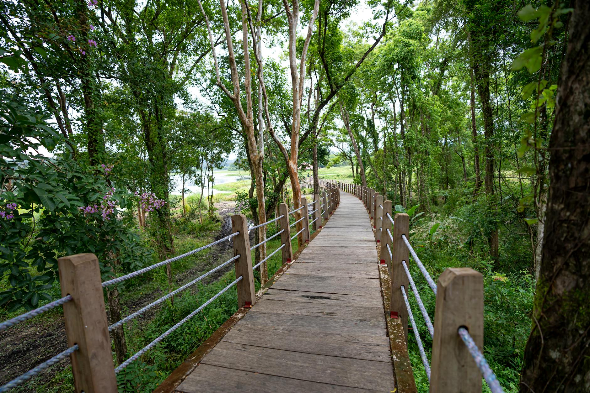 Narrow long pathway with railings running through forest with lush green plants and tall trees in nature in summertime