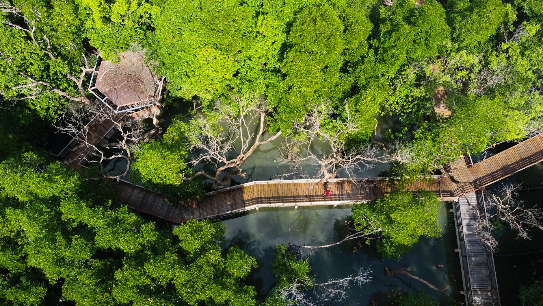 Drone shot over a vibrant mangrove forest with a wooden boardwalk and gazebo in Thailand.