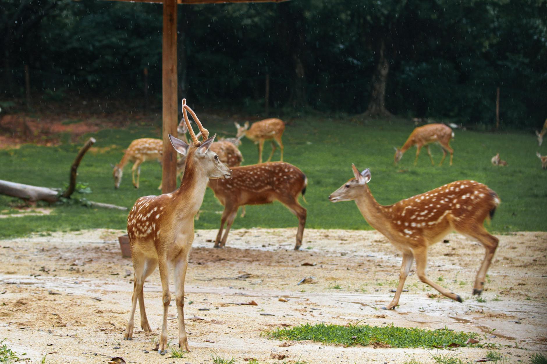 Group of Formosan sika deer with antlers grazing in a green pasture field during the day.