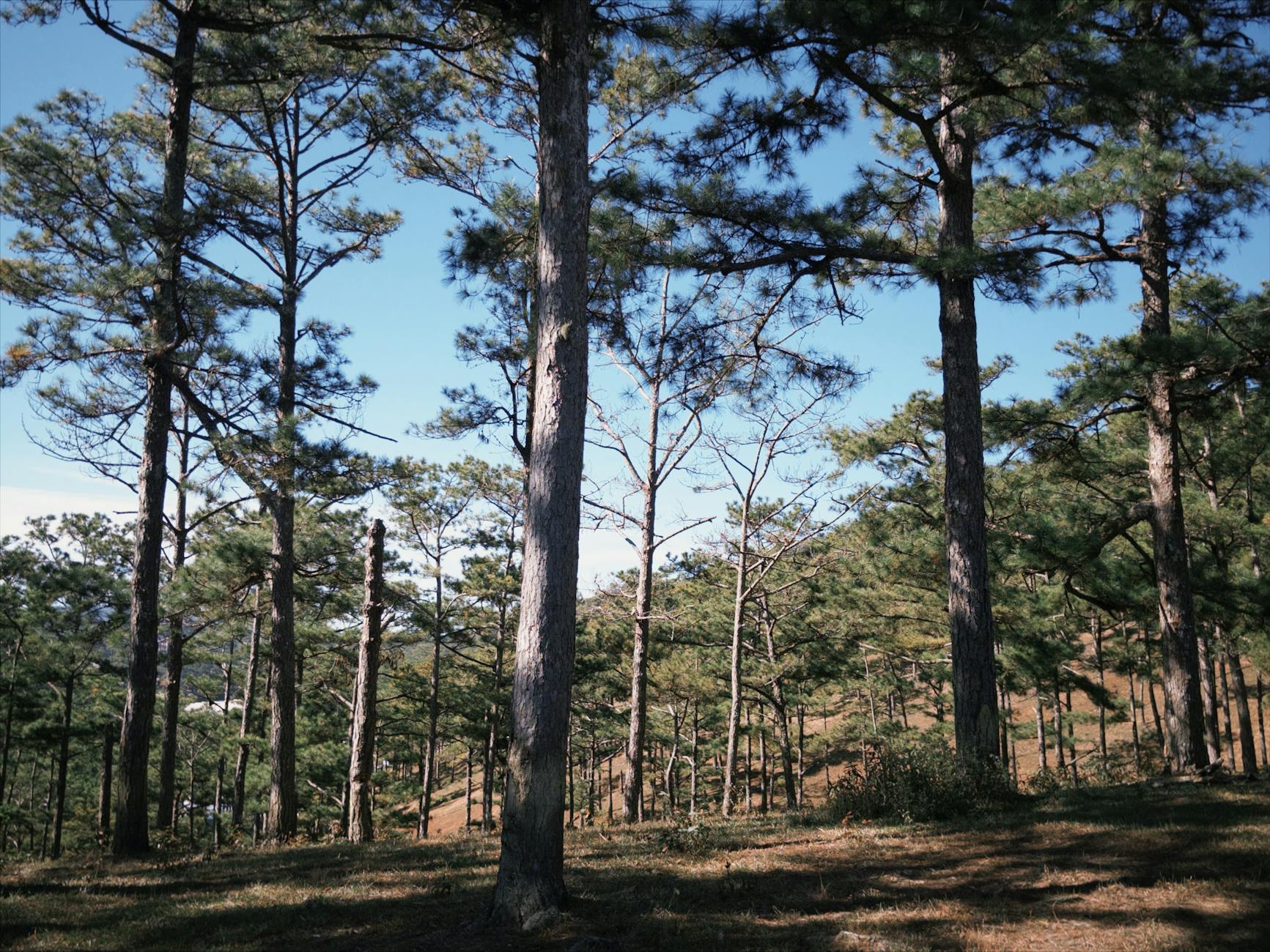 Tranquil pine forest scene with sunlit trees and clear blue sky, perfect for nature enthusiasts.