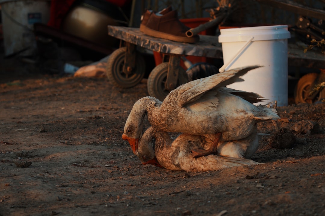 a bird that is laying down on the ground