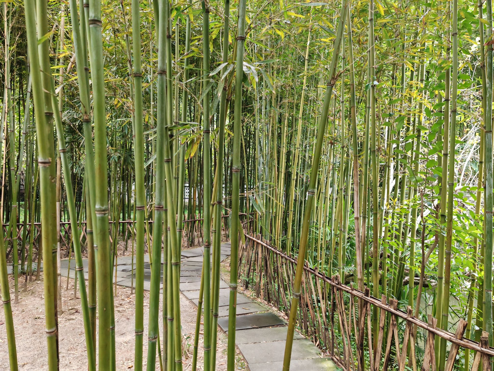 杜甫草堂 实景照片