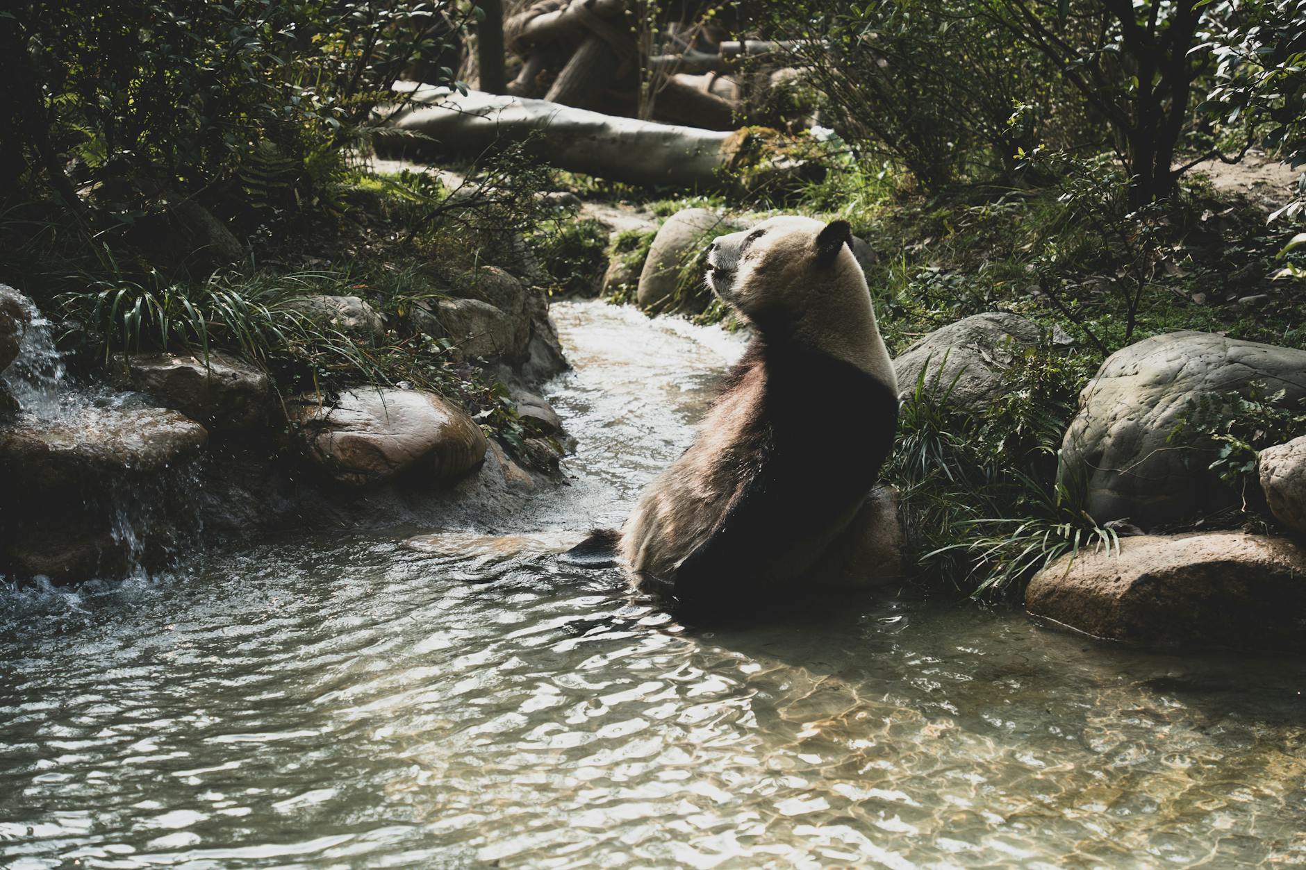 A giant panda leisurely sits by a stream in Chengdu, showcasing its natural environment.