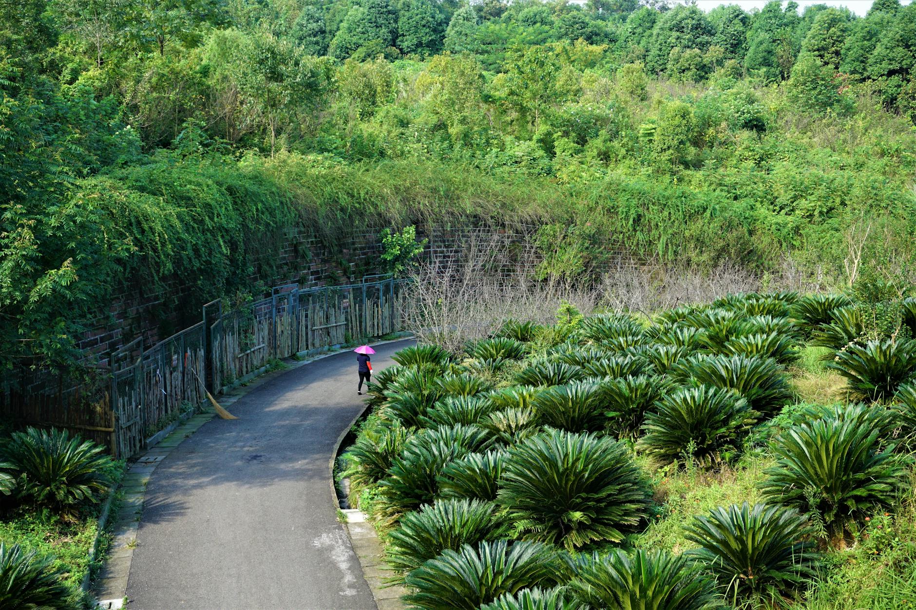 A serene pathway surrounded by lush greenery and sago palms in Chengdu, China.